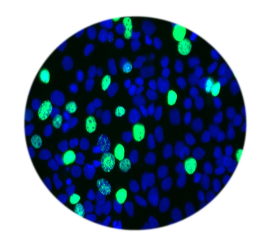 E-Click EdU Cell Proliferation Flow Cytometry Assay Kit (Red, Elab Fluor® 647)